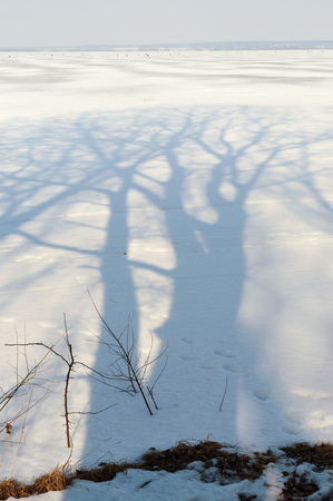huge bare trees shadow on thaw winter snow by sunny dayの写真素材