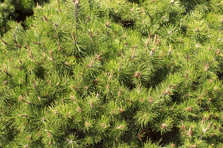 many fresh green branches of small pine treeの写真素材