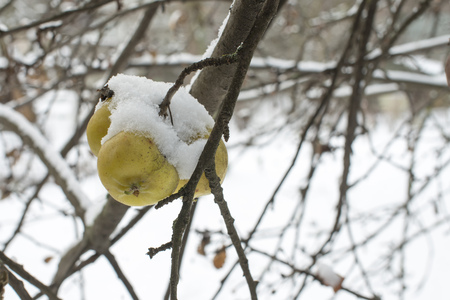 apple fruits hanged on tree branch under snow by winterの写真素材
