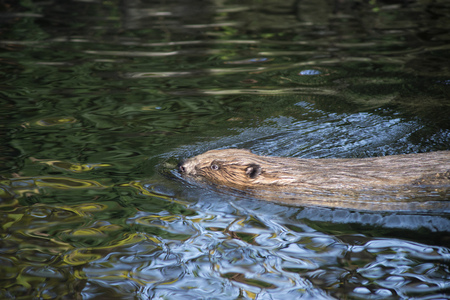 floating beaver in river waters with focus on eye
