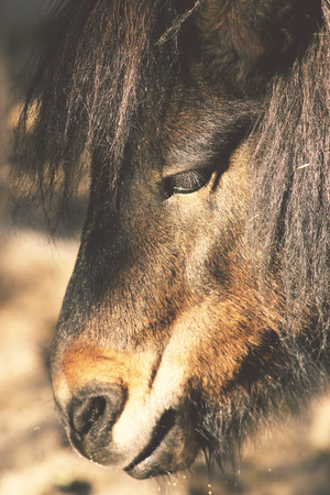 black pony head closeup with focus on eyeの写真素材
