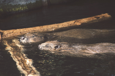 two wild beavers in water with wooden branches aroundの写真素材