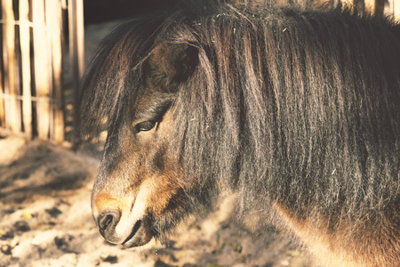 black pony head with thick mane with focus on eyeの写真素材