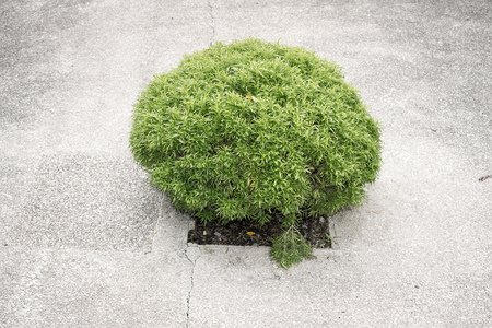 small green bush grows from square hole made in concrete pavementの写真素材
