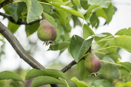 small pears growing on green tree branchの写真素材