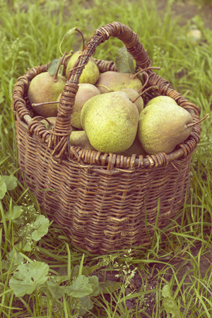 many big ripe pears in vintage wooden basket outdoorの写真素材