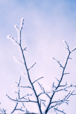 tree branches covered by fresh hoarfrost over blue sky backgroundの写真素材
