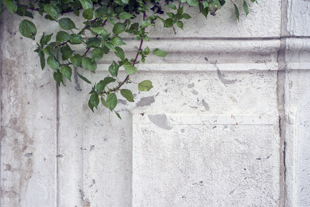 ancient wall background with green plant branches from Venice, Italyの写真素材