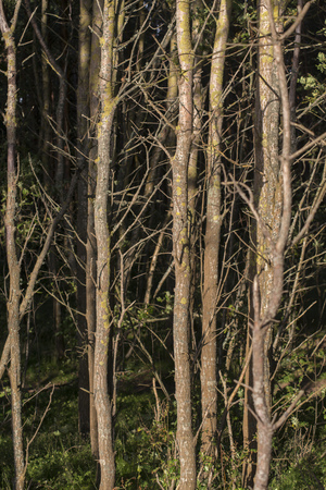 many small trees stems in forest by eveningの写真素材