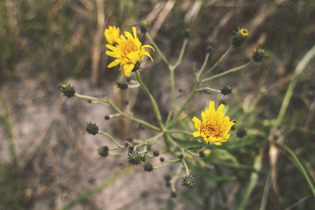 opening yellow flowers of narrowleaf hawkweed by summer morningの写真素材