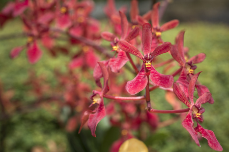 small red orchids flowers from Singapore Botanical Gardensの写真素材