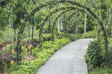 pedestrian path under green plants archs in Singapore Botanical Gardenの写真素材