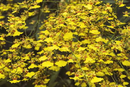 bright yellow orchids flowers in Singaporeの写真素材