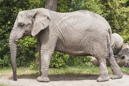 big elephant near tree in the zooの写真素材