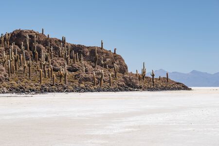 Inkahuasi island with many gigantic cacti plants at Salar de Uyuni lake in Boliviaの写真素材