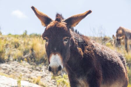 curious donkey look directly to camera by bright sunny dayの写真素材
