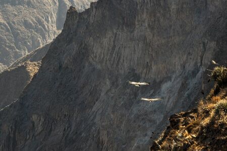 two condors flying in canyon by morning