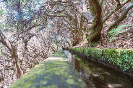 traditional waterway in altitude forest of Madeira Island by bright sunny dayの写真素材