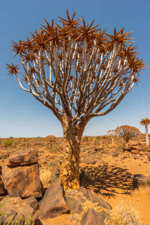 scenic aloe tree growing in desert of Namibia by bright sunny day