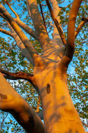 thick powerful sycamore tree by spring eveningの写真素材
