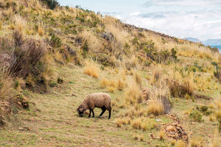 high altitude landscape with sheep eating dry grass in Bolivia