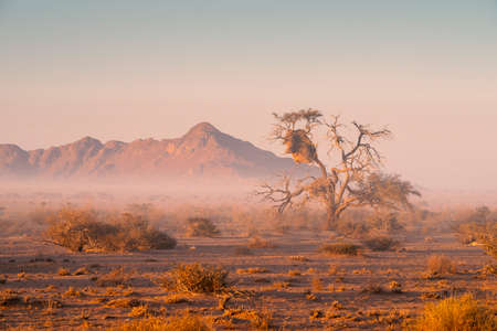 scenic morning landscape in desert of Namibiaの写真素材