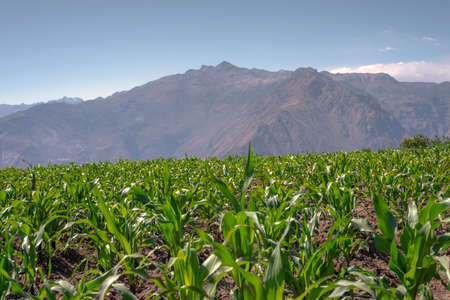 mountain corn plantation by sunny day in Peru