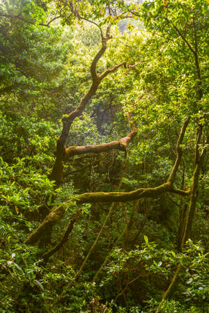 sunlight falling inside deep tropical forest at Madeira Island, Portugalの写真素材