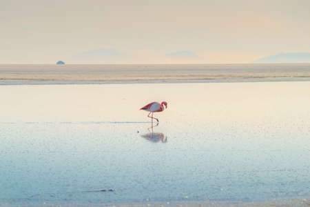 lonely flamingo in water pond at Uyuni Salt Flats in Boliviaの写真素材