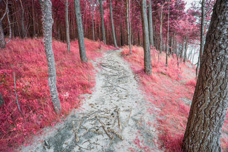 surreal infrared forest landscape with winding pathwayの写真素材