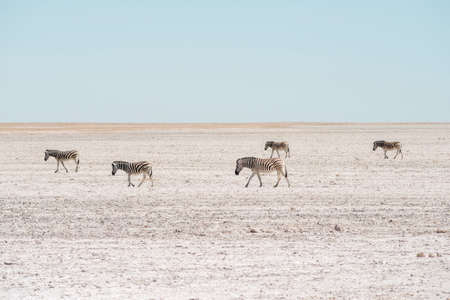 five zebras walking by dry bottom of famous Etosha Pan in Namibiaの写真素材