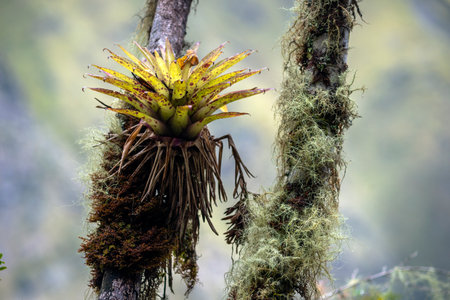 parasitic plant grows from tree stem in Peruvian Andesの写真素材