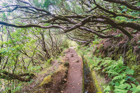 scenic path along levada waterway at mountains  of Madeira Islandの写真素材