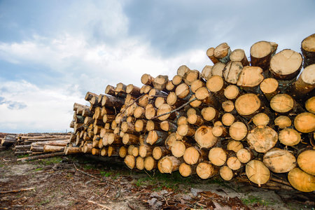 heap of many different marked wooden logs outdoorの写真素材