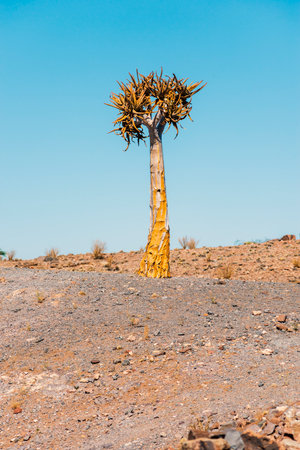 lonely aloe tree in stone desert by sunny day in Namibiaの写真素材