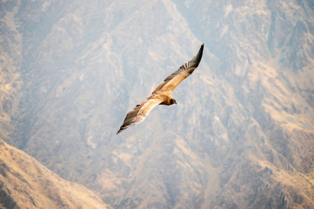 wild condor flying  above Peruvian mountainsの写真素材