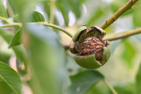 ripe walnut in open green shell on tree branch by late summerの写真素材