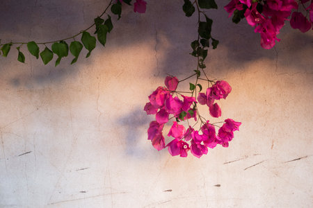 blossom flower branch hanging on the concrete wall  outdoorsの写真素材