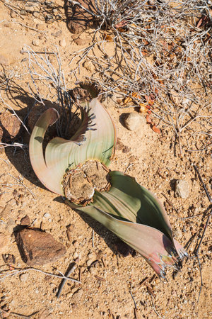 Welwitschia plant sprout growth from stone desert ground in Namibiaの写真素材