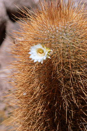 big wild cactus plant with white blossom flower outdoorsの写真素材