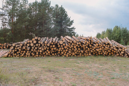 heap of many wooden logs on forest lawnの写真素材