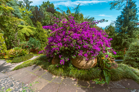 big blossom bush in park by bright sunny dayの写真素材