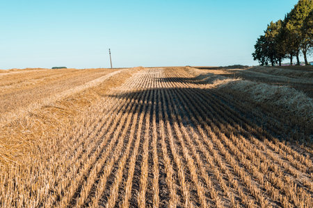 autumn landscape with empty cropped field and clear blue sky