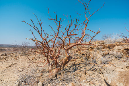 tree grows in harsh desert landscape at Damara region of Namibiaの写真素材