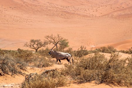lonely oryx antelope in desert of Namibia with red sand dune on backgroundの写真素材