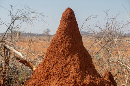 red termite mound by sunny day in desert of Namibiaの写真素材