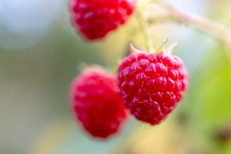 ripe red raspberry on bush branch with focus on front berryの写真素材