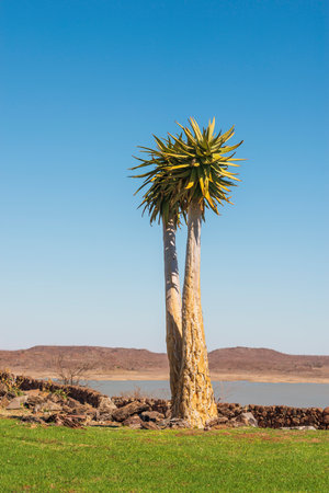 lonely quiver tree on green lawn by bright sunny day in Namibiaの写真素材