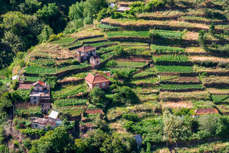green terraced fields on mountain slope at Madeira Islandの写真素材