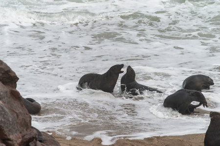 fighting male sea seals in surf waters of Atlantic Ocean at Cape Cross in Namibiaの写真素材